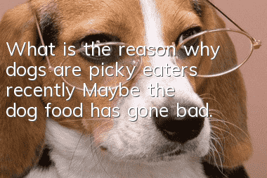 What is the reason why dogs are picky eaters recently? Maybe the dog food has gone bad.