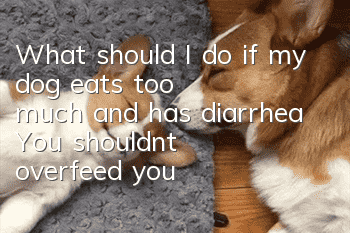 What should I do if my dog ​​eats too much and has diarrhea? You shouldn’t overfeed your dog in the first place!