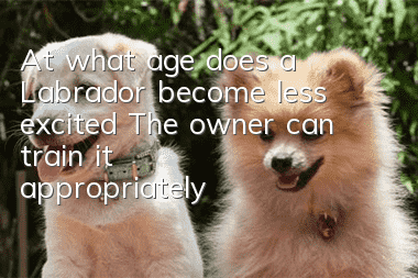 At what age does a Labrador become less excited? The owner can train it appropriately!