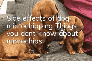Side effects of dog microchipping: Things you don’t know about microchips