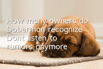 How many owners do Doberman recognize? Don’t listen to rumors anymore!