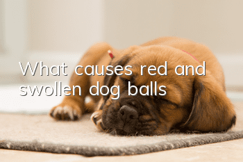 What causes red and swollen dog balls?