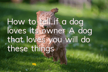 How to tell if a dog loves its owner? A dog that loves you will do these things