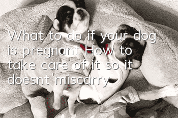 What to do if your dog is pregnant? How to take care of it so it doesn’t miscarry