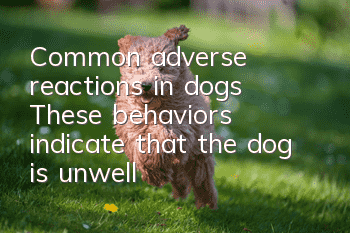 Common adverse reactions in dogs: These behaviors indicate that the dog is unwell
