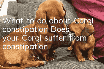 What to do about Corgi constipation? Does your Corgi suffer from constipation?