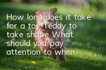 How long does it take for a toy Teddy to take shape? What should you pay attention to when raising a toy Teddy?