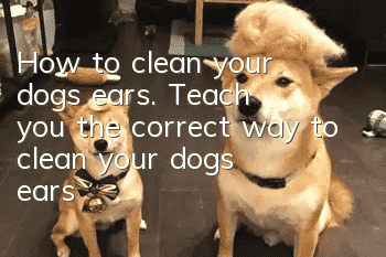 How to clean your dog’s ears. Teach you the correct way to clean your dog’s ears!
