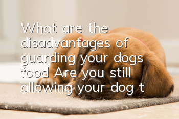 What are the disadvantages of guarding your dog’s food? Are you still allowing your dog to develop bad habits?