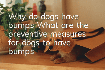 Why do dogs have bumps? What are the preventive measures for dogs to have bumps?