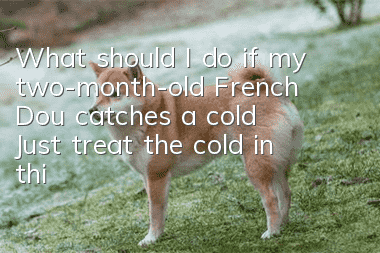 What should I do if my two-month-old French Dou catches a cold? Just treat the cold in this way!