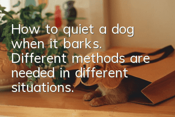 How to quiet a dog when it barks. Different methods are needed in different situations.