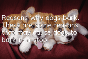 Reasons why dogs bark. These are some reasons that may cause dogs to bark non-stop.