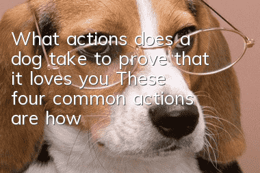 What actions does a dog take to prove that it loves you? These four common actions are how dogs express their love.