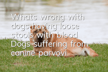 What’s wrong with dogs having loose stools with blood? Dogs suffering from canine parvovirus will have loose stools with blood