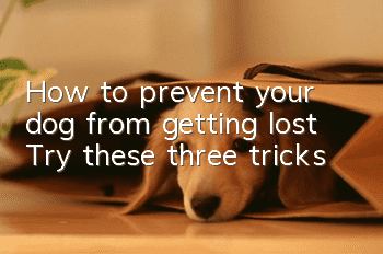 How to prevent your dog from getting lost? Try these three tricks