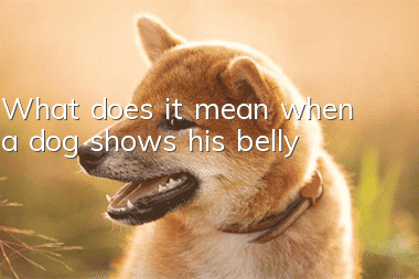 What does it mean when a dog shows his belly?