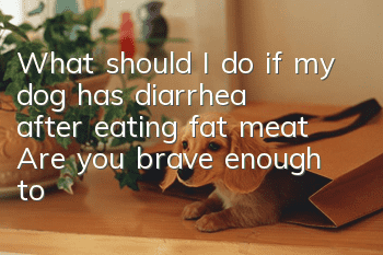 What should I do if my dog has diarrhea after eating fat meat? Are you brave enough to give your dog some fat?