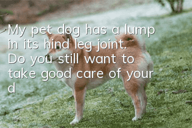 My pet dog has a lump in its hind leg joint. Do you still want to take good care of your dog even if you don’t feed it properly?