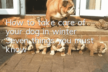 How to take care of your dog in winter: Seven things you must know