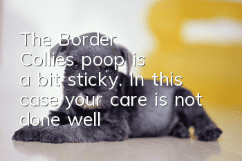 The Border Collie's poop is a bit sticky. In this case, your care is not done well!