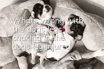 What’s wrong with the dog’s legs shaking? Is the dog’s leg injured?