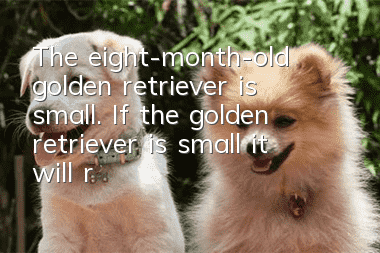 The eight-month-old golden retriever is small. If the golden retriever is small, it will really look bad!