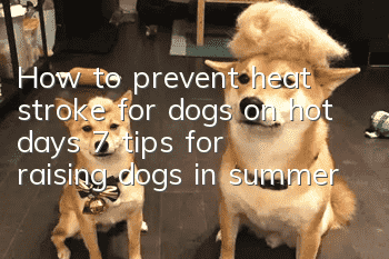 How to prevent heat stroke for dogs on hot days 7 tips for raising dogs in summer