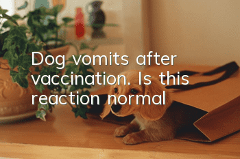 Dog vomits after vaccination. Is this reaction normal?