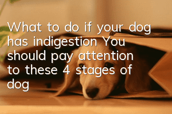 What to do if your dog has indigestion? You should pay attention to these 4 stages of dog indigestion