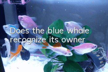 Does the blue whale recognize its owner?