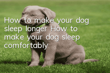 How to make your dog sleep longer How to make your dog sleep comfortably
