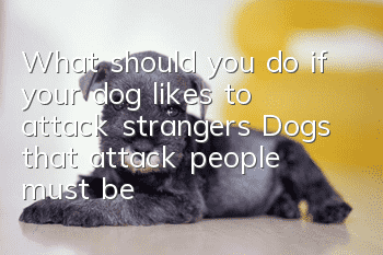 What should you do if your dog likes to attack strangers? Dogs that attack people must be corrected in time!
