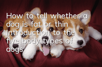 How to tell whether a dog is fat or thin? Introduction to the five body types of dogs