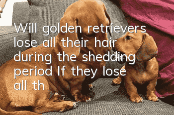 Will golden retrievers lose all their hair during the shedding period? If they lose all their hair, they will be very ugly!