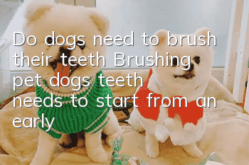 Do dogs need to brush their teeth? Brushing pet dogs’ teeth needs to start from an early age