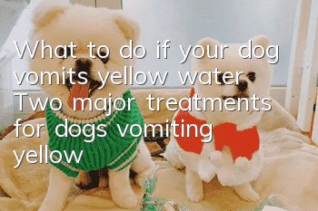 What to do if your dog vomits yellow water? Two major treatments for dogs vomiting yellow water