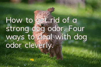 How to get rid of a strong dog odor. Four ways to deal with dog odor cleverly.