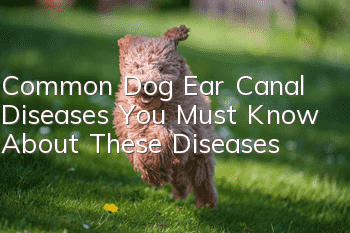 Common Dog Ear Canal Diseases You Must Know About These Diseases