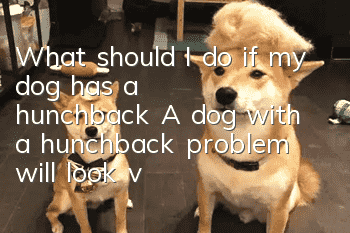 What should I do if my dog has a hunchback? A dog with a hunchback problem will look very unhealthy!