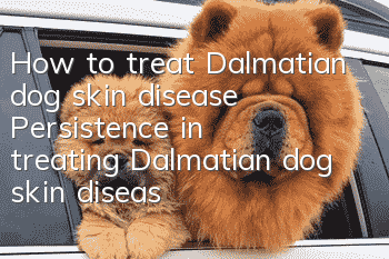 How to treat Dalmatian dog skin disease? Persistence in treating Dalmatian dog skin disease