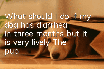 What should I do if my dog has diarrhea in three months but it is very lively? The puppy’s stomach is still very fragile!