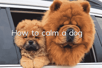 How to calm a dog?
