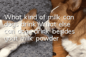 What kind of milk can dogs drink? What else can dogs drink besides goat milk powder?