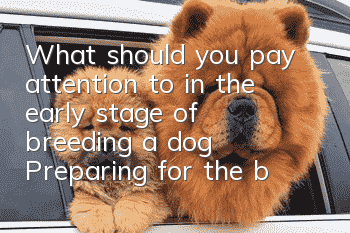 What should you pay attention to in the early stage of breeding a dog? Preparing for the breeding of a dog is essential.