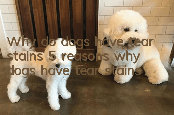 Why do dogs have tear stains? 5 reasons why dogs have tear stains