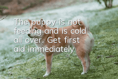The puppy is not feeding and is cold all over. Get first aid immediately!