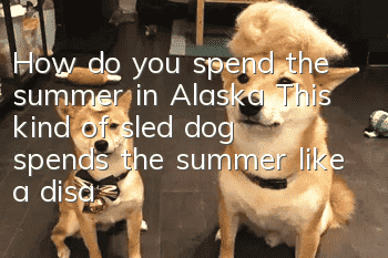 How do you spend the summer in Alaska? This kind of sled dog spends the summer like a disaster!