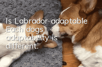 Is Labrador adaptable? Each dog’s adaptability is different.