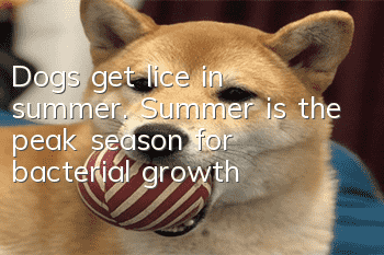 Dogs get lice in summer. Summer is the peak season for bacterial growth!